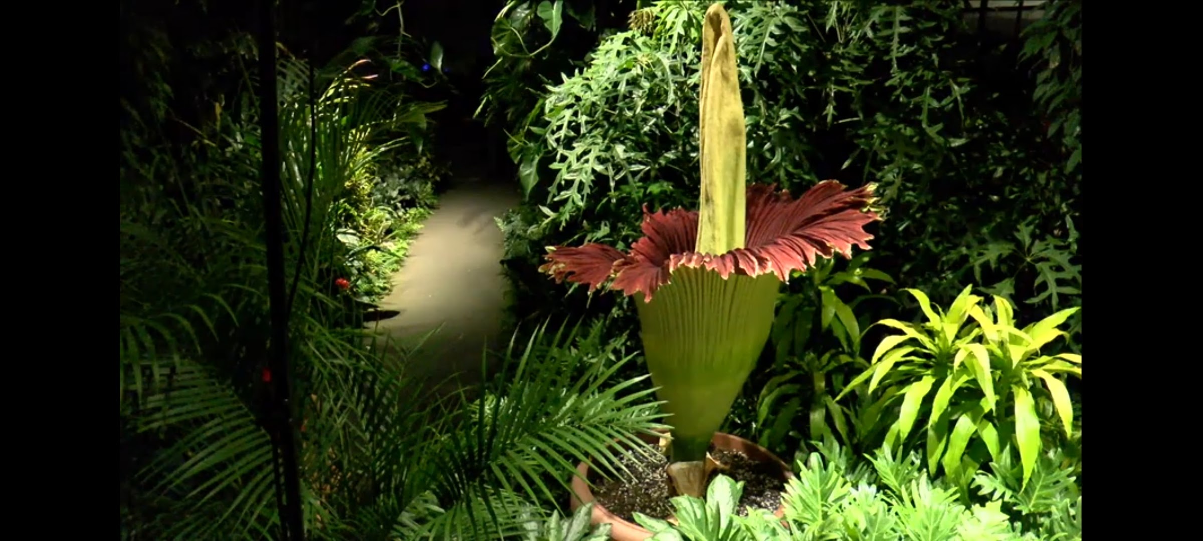 screenshot_20200714-001036_youtube-1